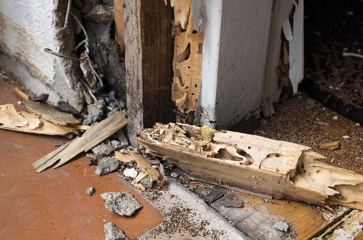 Wood destroying insect Texas Certified Home Inspection